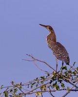 Rufescent Tiger Heron