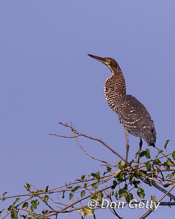 Rufescent Tiger Heron