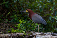 Rufescent Tiger Heron