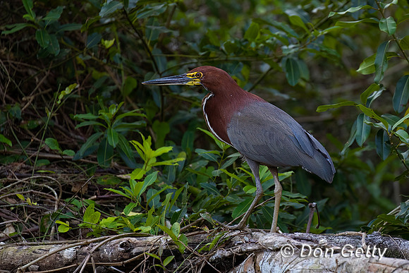 Rufescent Tiger Heron