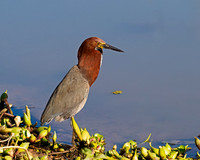 Rufescent Tiger Heron