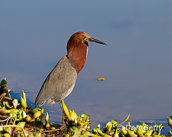 Rufescent Tiger Heron