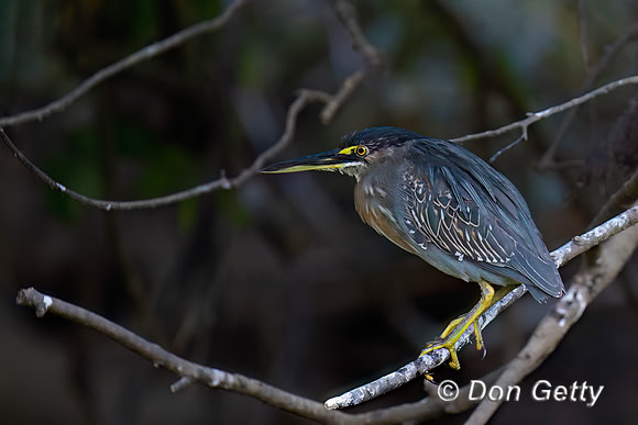 Striated Heron