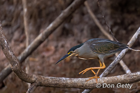 Striated Heron