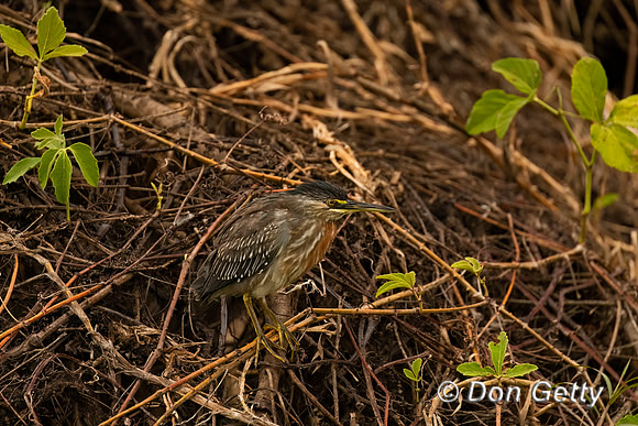 Striated Heron