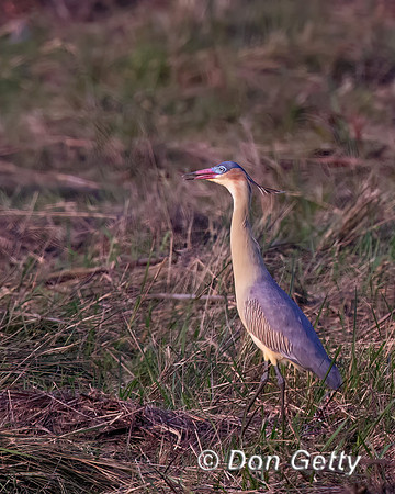Whistling Heron