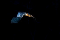 Buff-necked Ibis