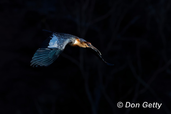 Buff-necked Ibis
