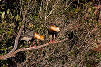 Buff-necked Ibis