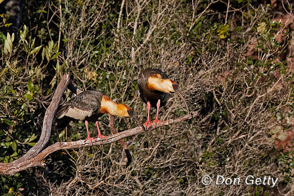 Buff-necked Ibis
