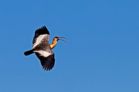 Buff-necked Ibis