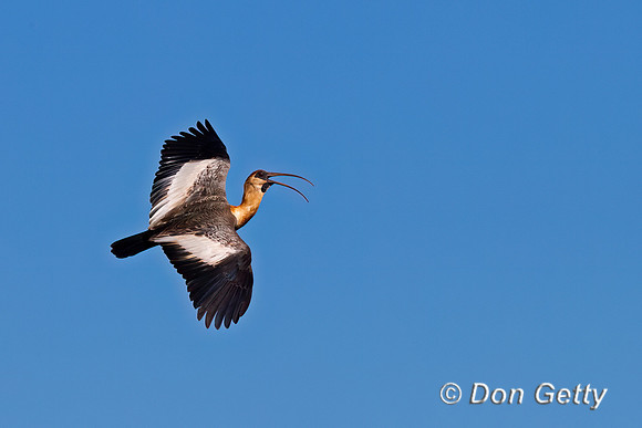 Buff-necked Ibis