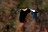 Buff-necked Ibis