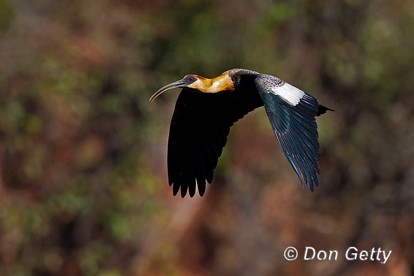 Buff-necked Ibis