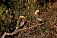 Buff-necked Ibis