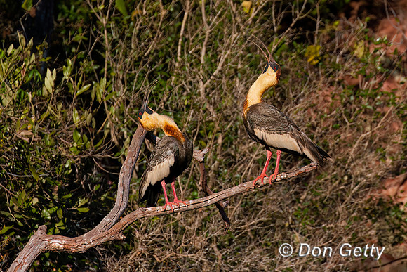 Buff-necked Ibis