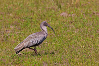 Plumbeous Ibis
