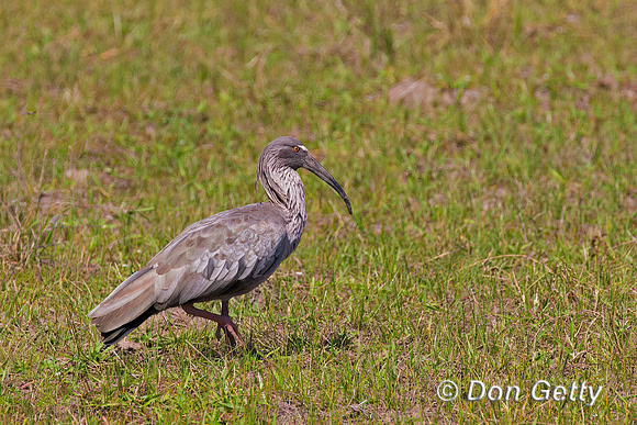 Plumbeous Ibis