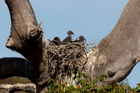 Plumbeous Ibis