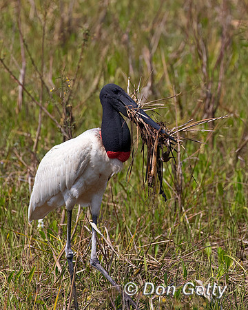 Jabiru