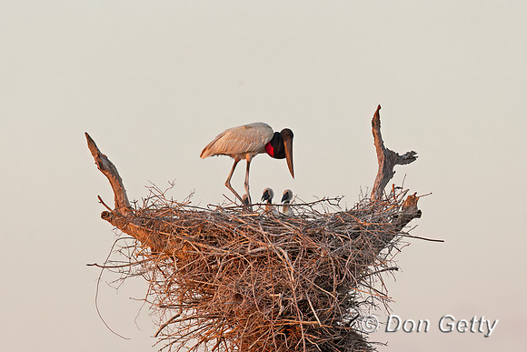 Jabiru