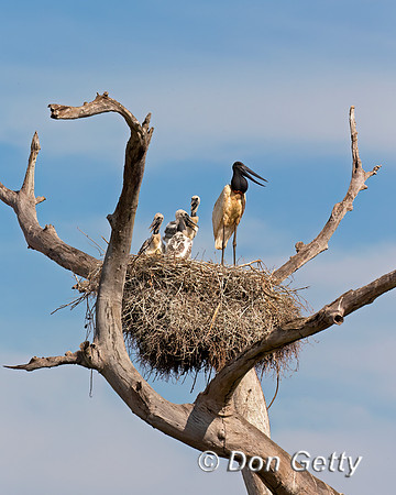 Jabiru