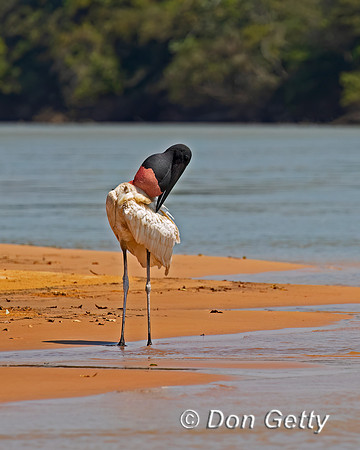 Jabiru