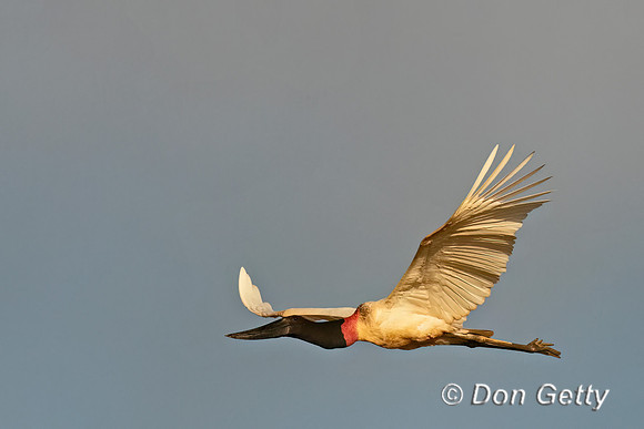 Jabiru