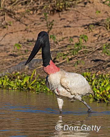 Jabiru