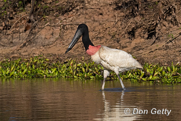 Jabiru