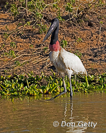 Jabiru