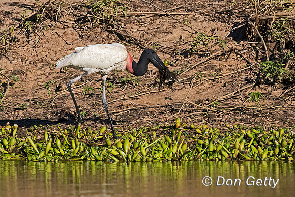Jabiru