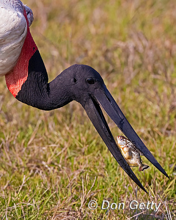 Jabiru