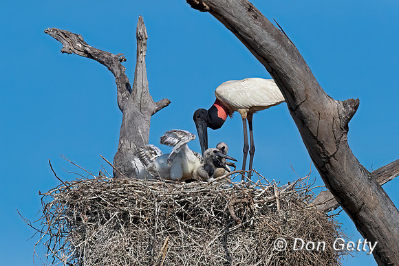 Jabiru