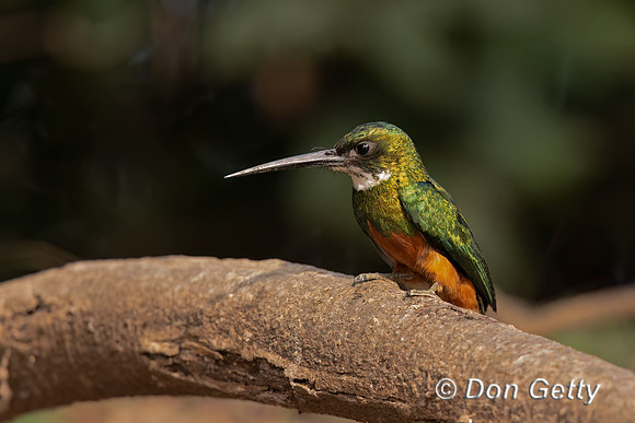 Rufous-tailed Jacamar