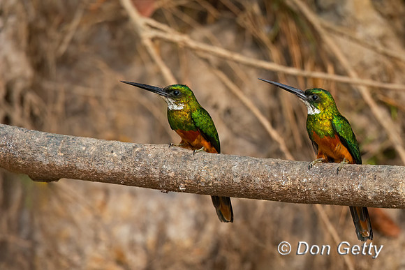 Rufous-tailed Jacamar