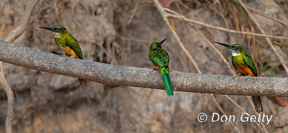 Rufous-tailed Jacamar