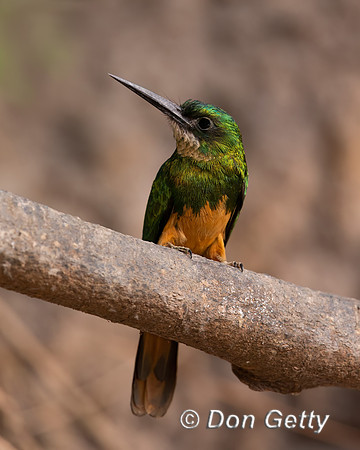 Rufous-tailed Jacamar