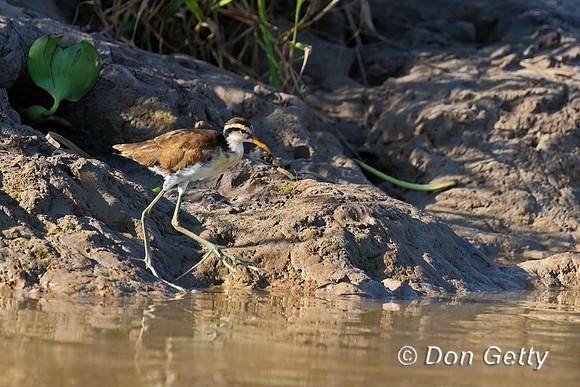 Wattled Jacana