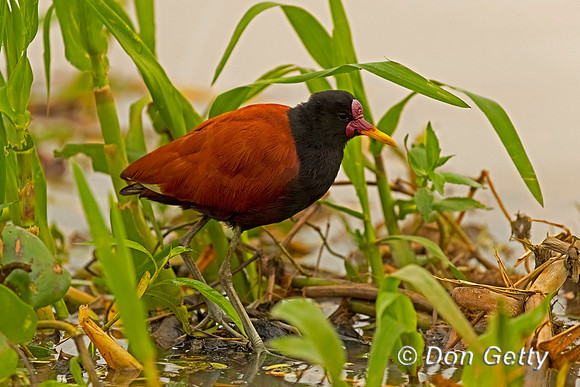 Wattled Jacana
