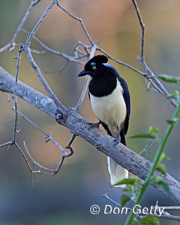 Plush-crested Jay