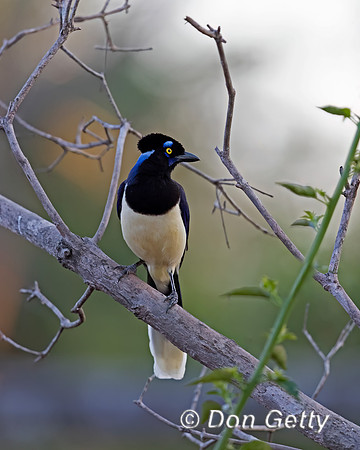 Plush-crested Jay