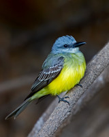 Tropical Kingbird