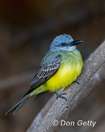Tropical Kingbird