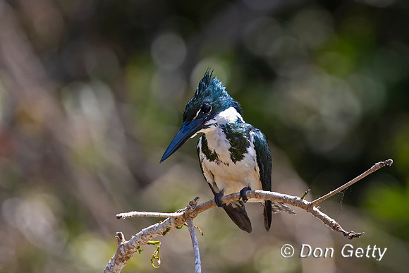 Amazon Kingfisher