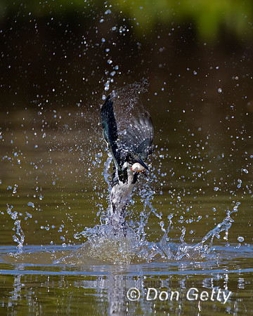 Amazon Kingfisher