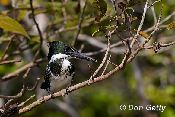 Amazon Kingfisher