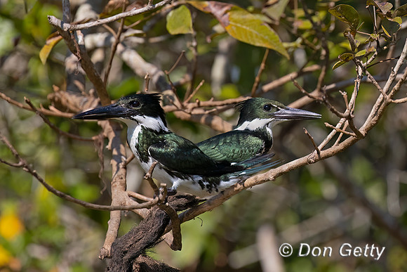 Amazon Kingfisher