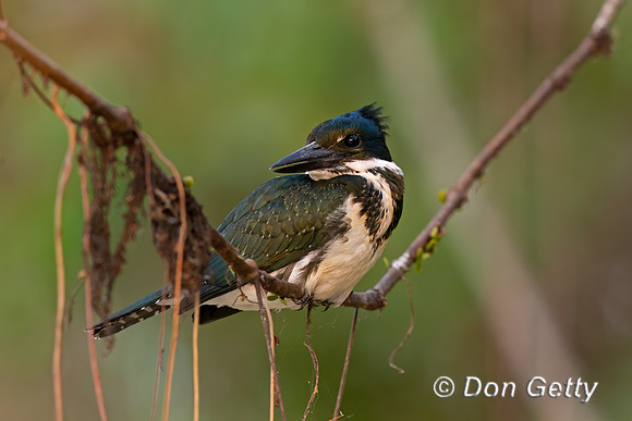 Amazon Kingfisher