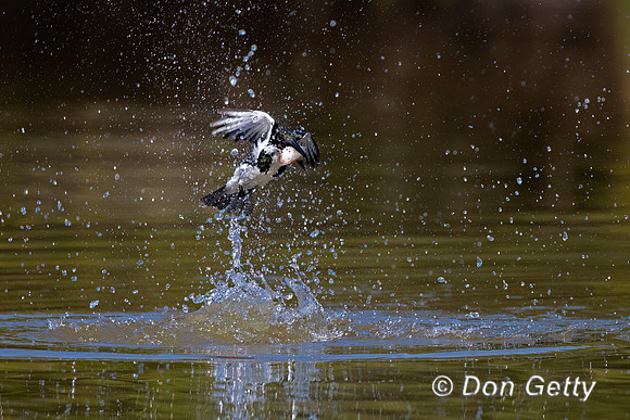 Amazon Kingfisher
